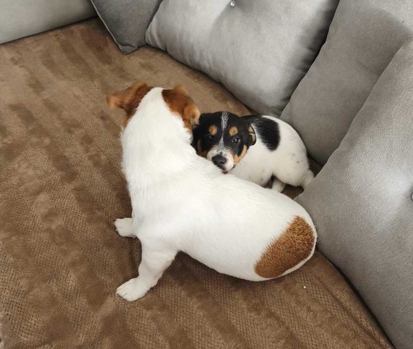 Собака Джек Рассел