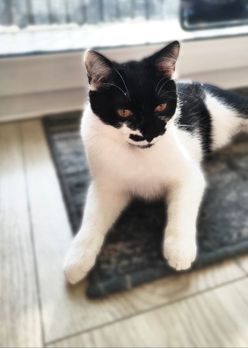 Orlik i Czajka do adopcji!