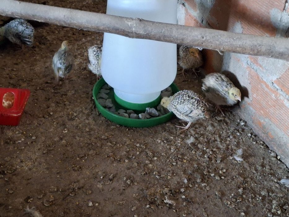 Codornizes e ovos galados