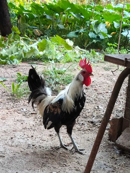 Fênix garnizo macho