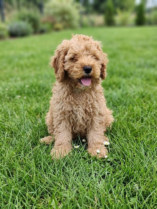Cockapoo - Spaniel/Pudel