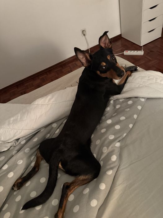 Adoção extra responsavel