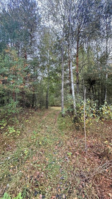 Продам земельний масив під забудову. Ліс! Макарів