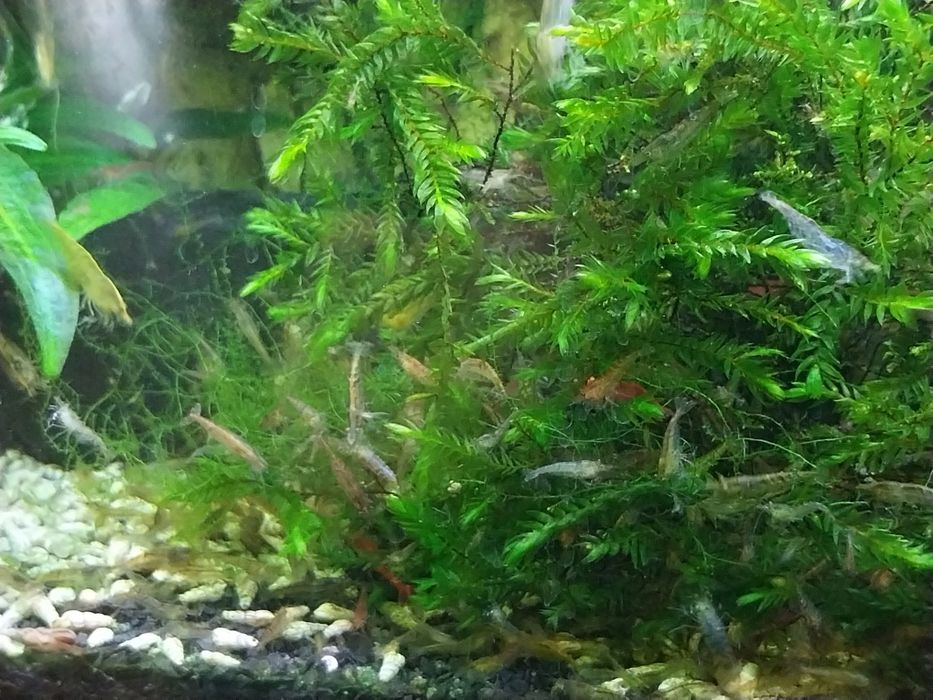 Krewetki RC wyprzedaż !