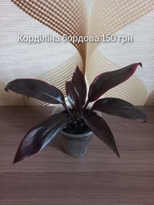 Наявність кімнатних рослин