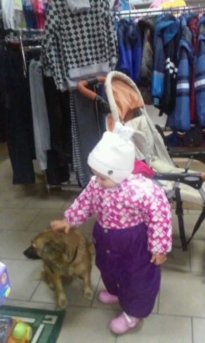 потерялась собака