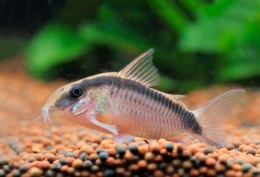 MISIEKZOO Kiryski - Kirysek Strumiowy / Arcuatus