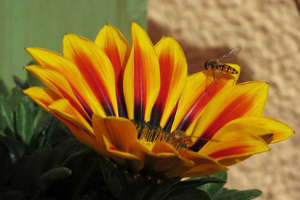 Canon PowerShot SX240 HS - Цифровий фотоапарат