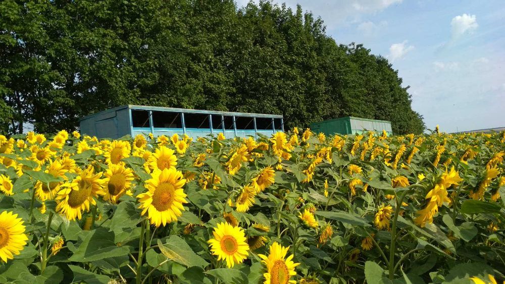 Бджолопавільйони,причіпи для бджіл.