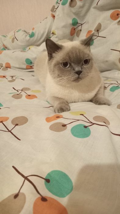 Продам котят скотиш страйт