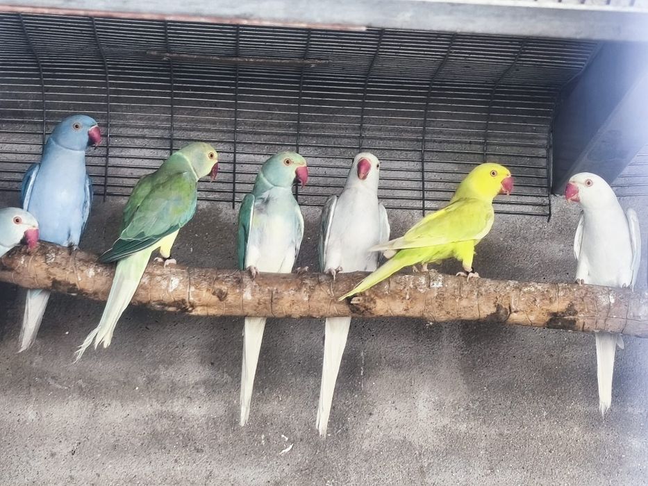 Ring Necks prontos a criar