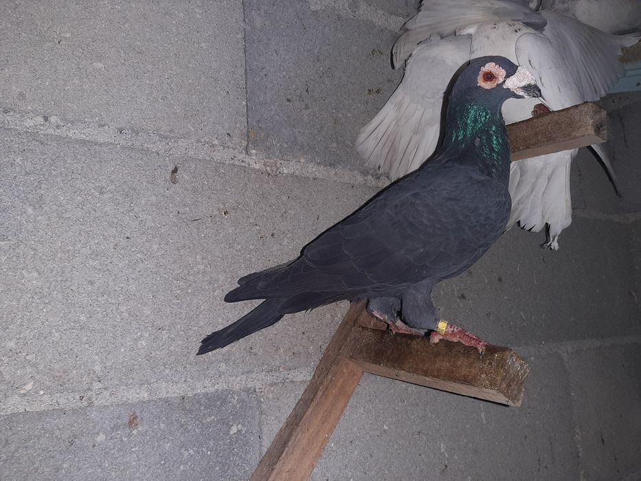 Pombos de linha antiga