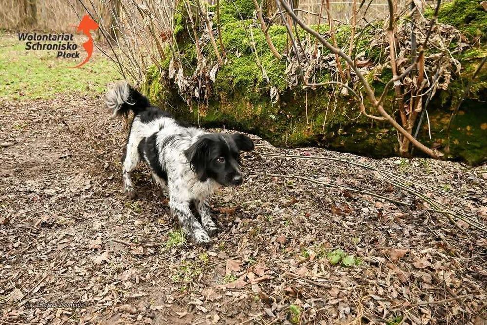 Piękny Staś szuka domu