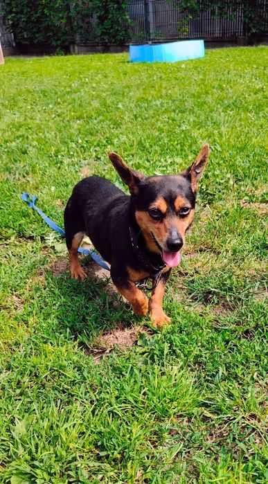 Mikro piesek mix pinczer do adopcji