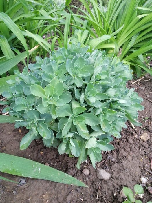 Продам шикарні квіти седум!