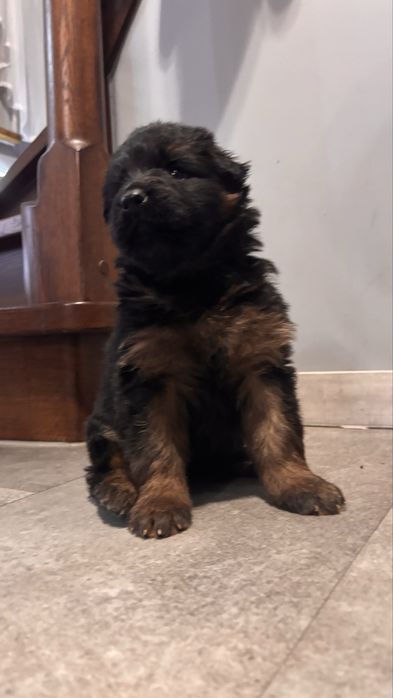 Owczarek niemicki długowlosy