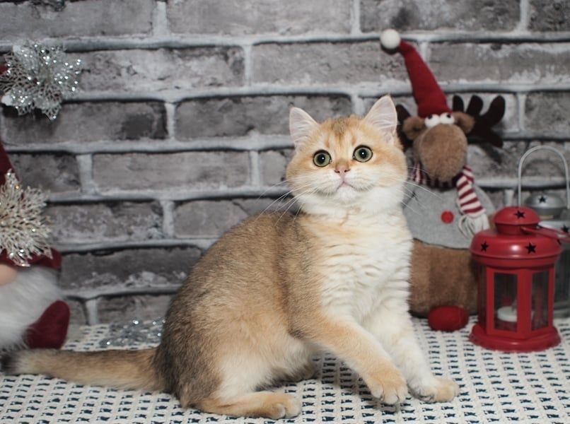 Для бронювання чарівна золота Британочка