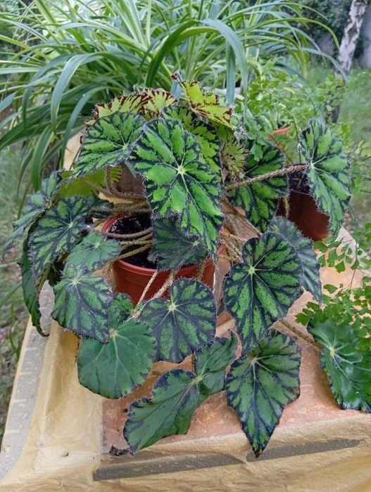 Бегония королевская