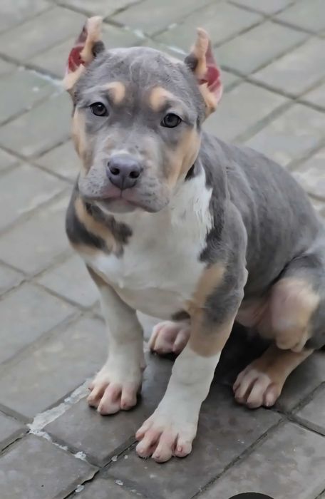 American bully xl