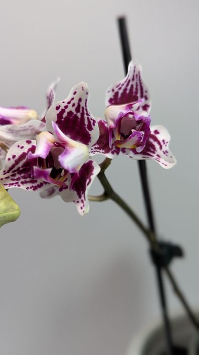 Орхідея триліпс 2 рослини в горщику.