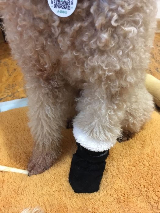 Обувь для собачки.