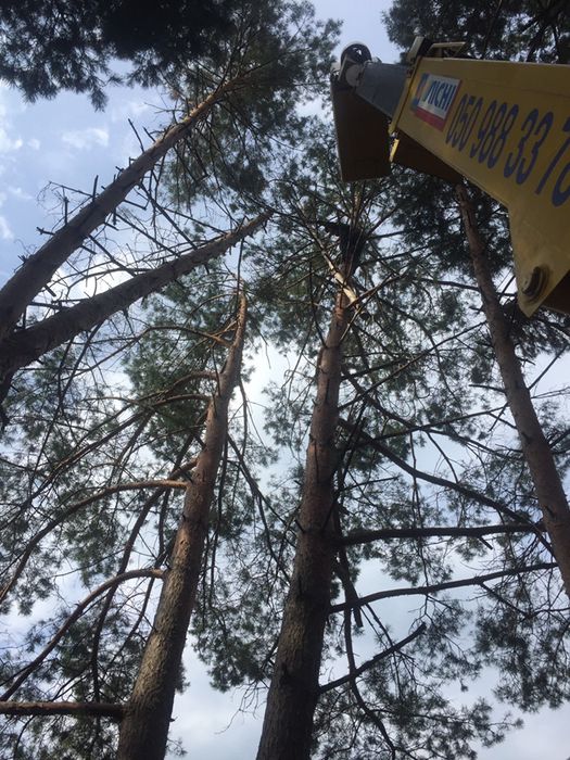 Обрезка удаление деревьев