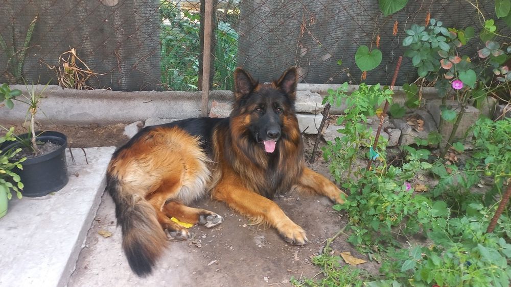 Немецкая овчарка вязка