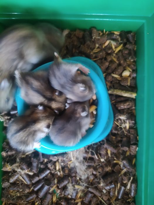 Хомячки Кременчуг