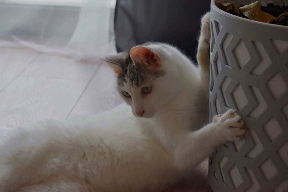 Słodki Diego czeka na adopcje