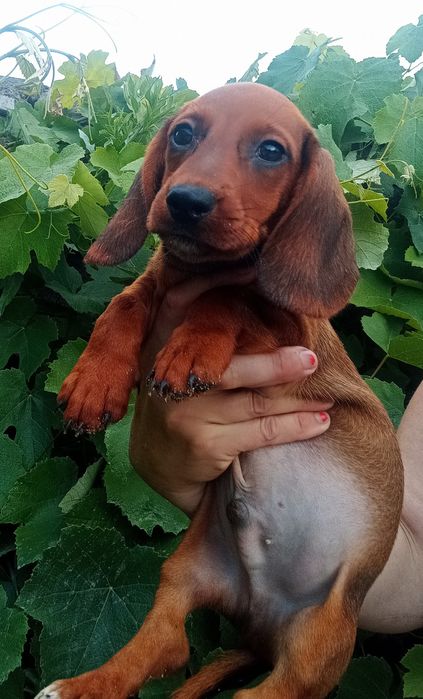 Рудий яскравий хлопчик