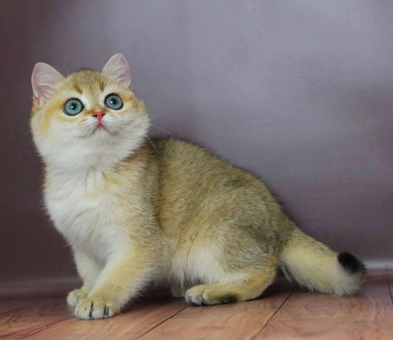Абалденный малыш британчик