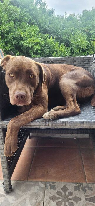 cães para adopção