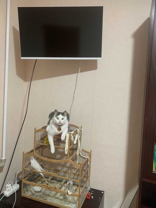 Віддаю кішку в добрі руки у зв'язку з переїздом