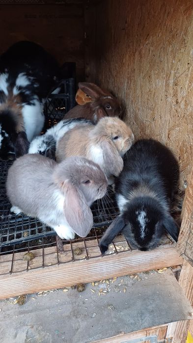 Кролі Французький баран