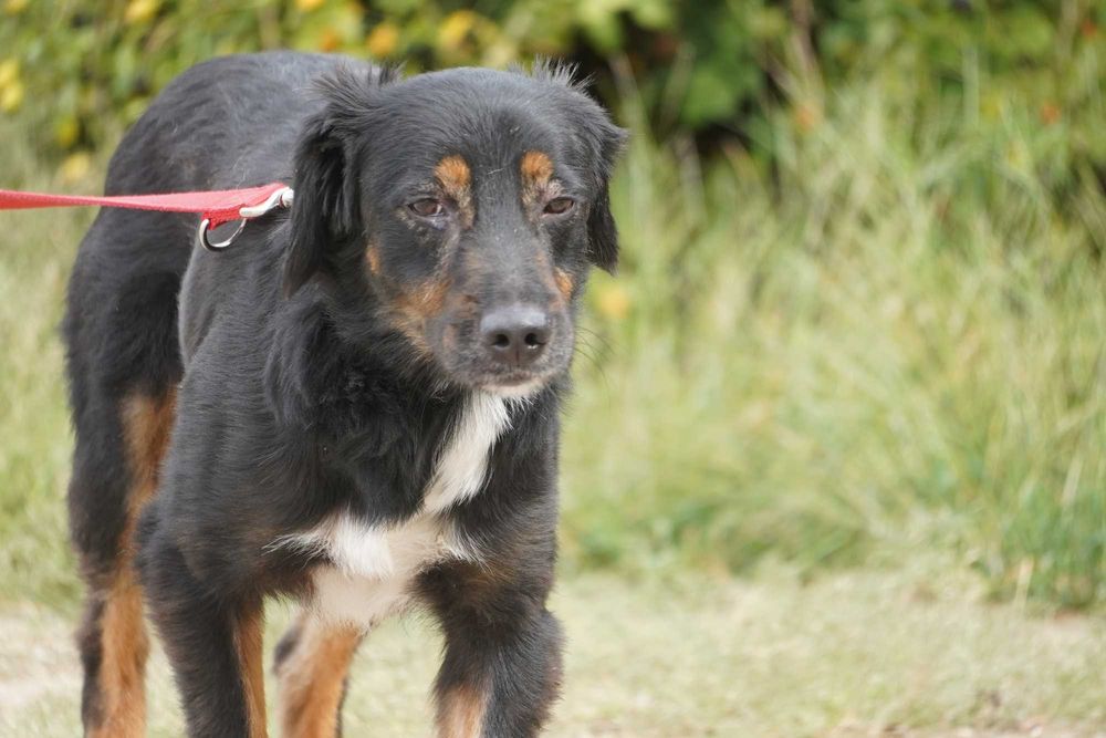 Funt - łagodny, smutny piesek