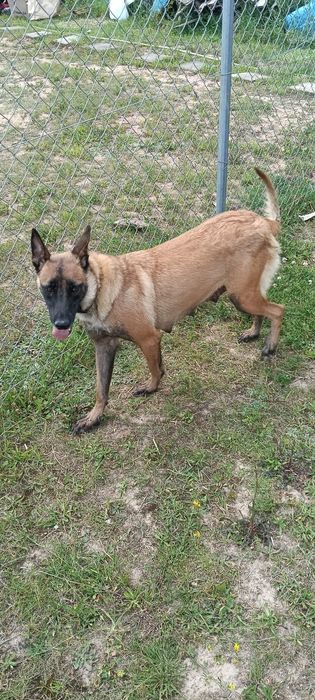Owczarek Belgijski Malinois Piesek FCI