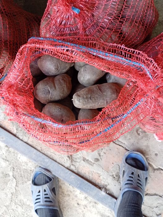 Картопля для діабетиків