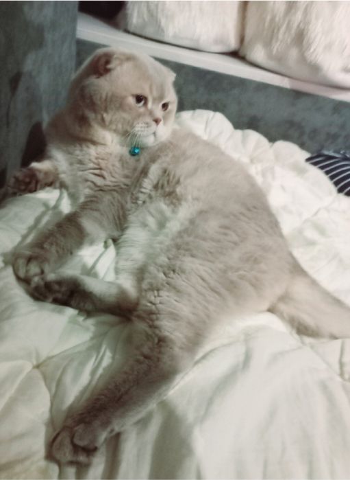 Чекає кицюнь!Чистокровний блакитноокий красень фолд !