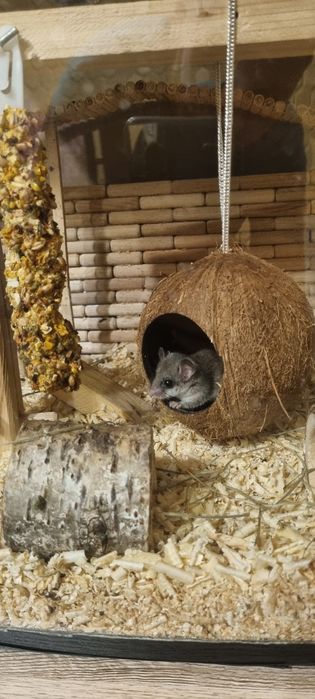 Popielica afrykańska popielice afrykańskie