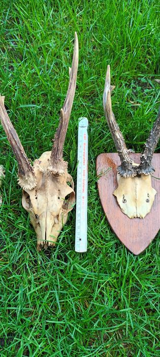 Poroże rogi koziołek