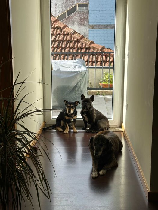 Joca, um verdadeiro companheiro de vida! | Adoção responsável Porto