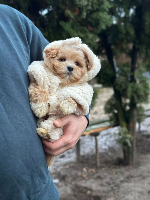 Мальтипу породисті цуценята. Мальтіпу ф1'