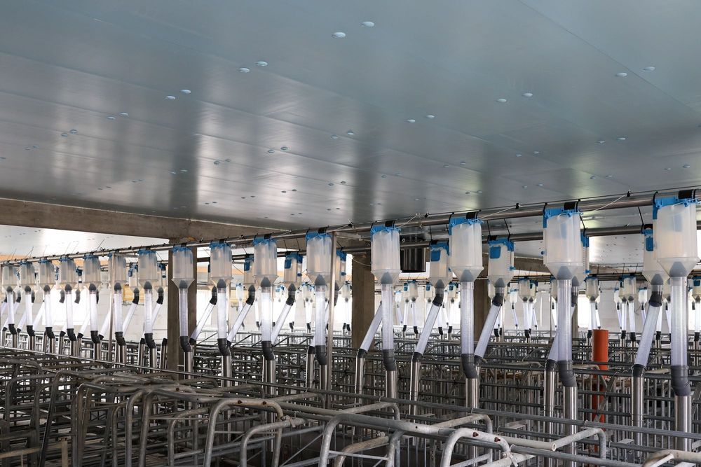 Ocieplenie Izolacja Odchowalni Prosiąt Porodówki Styrodur XPS AGRO