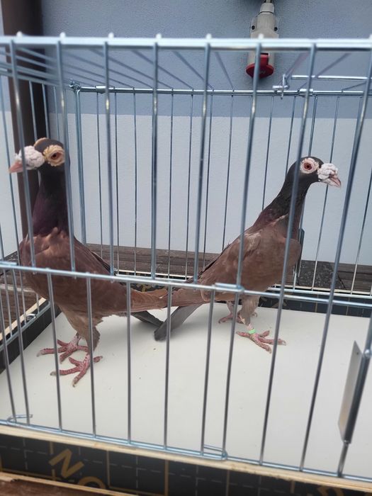 Gołębie Kariery Czerwone