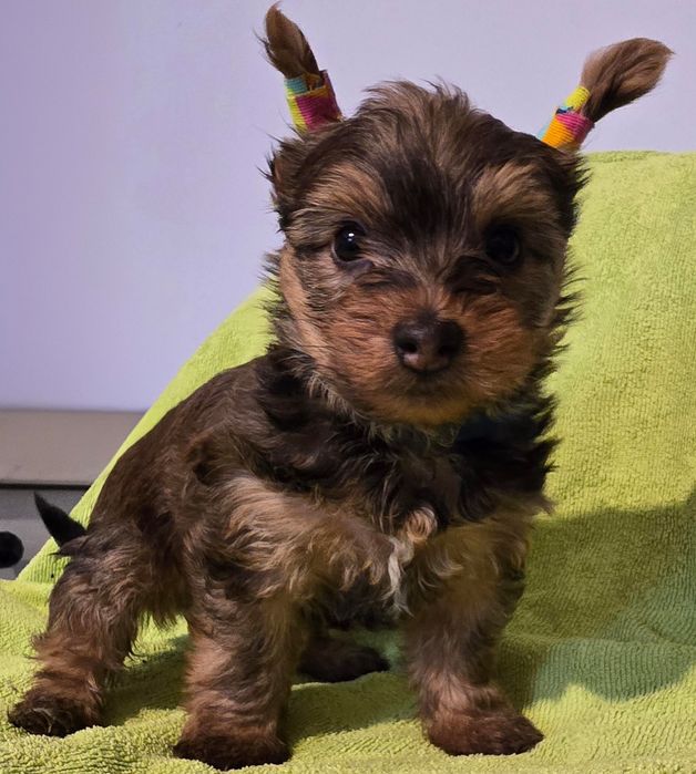 Yorkshire Terrier Ocean Pearl