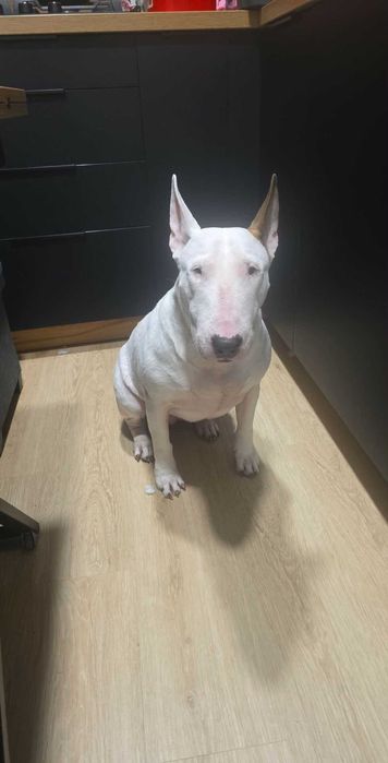 Oddam Bulteriera. Bulterier szuka domu. Adopcja bulteriera.