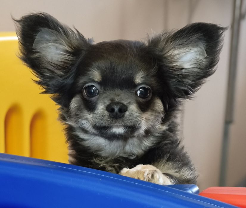 Chihuahua - długowłosy,  niebieski chlopak