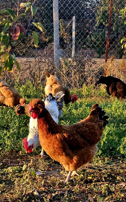 Яйце інкубаційне від домашніх курей