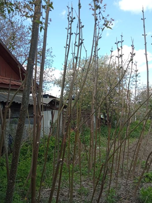 Трирічні саджанці павловні, адаптовані до місцевого клімату