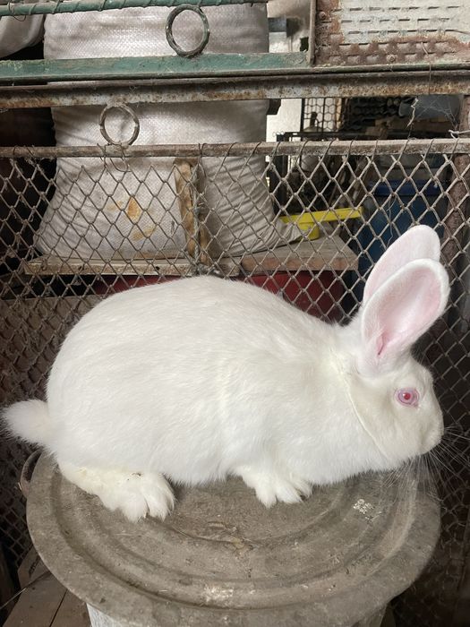 Кролі кролики термонці термонська біла